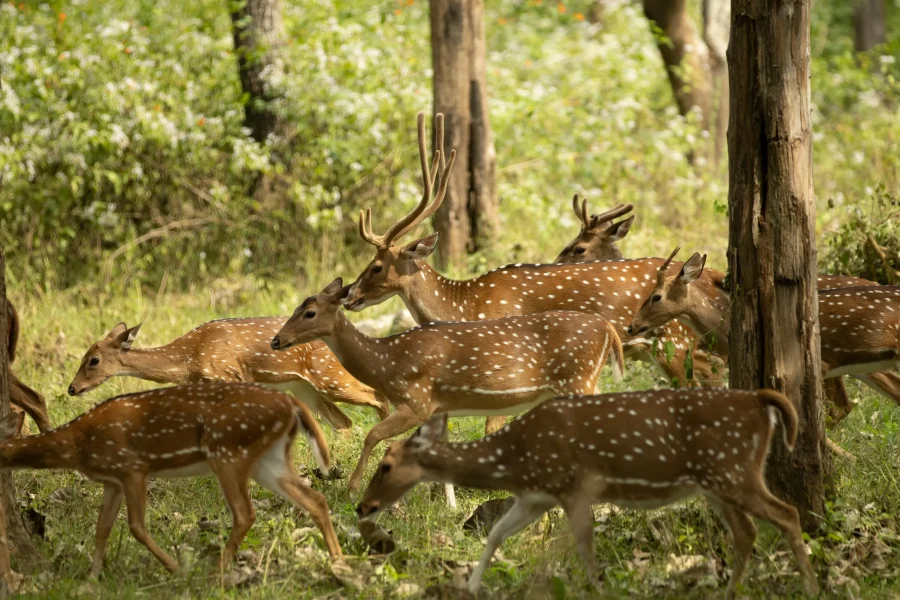 Periyar Wildlife Sanctuary